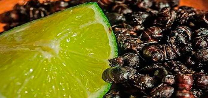 Nucú, manjar exótico que alcanza altos precios en mercados chiapanecos