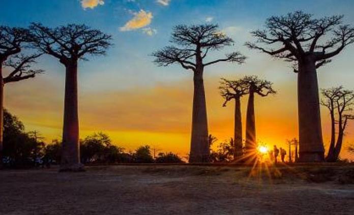 Alertan por muerte de milenarios árboles baobab en África