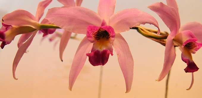 Presentarán catálogo de orquídeas de Xilitla