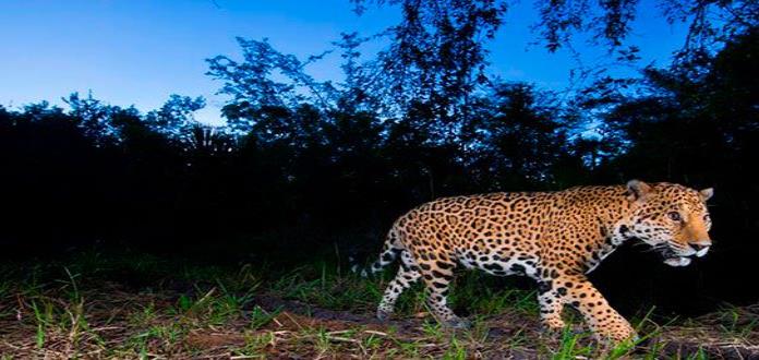 Animales adoptan hábitos nocturnos para evitar a humanos