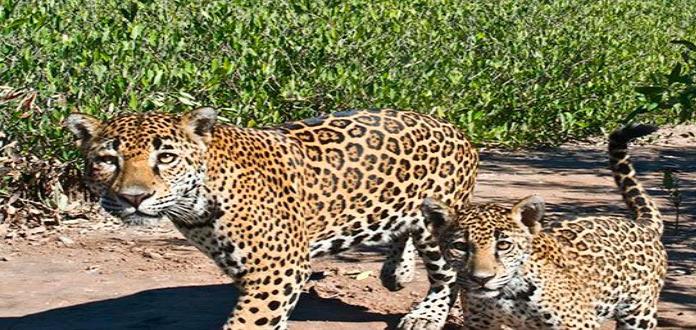 En ocho años, crece 20% la población de jaguares en México