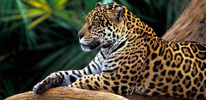Aumenta un 20% la población de jaguares