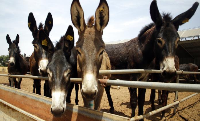 Roban burros en África para satisfacer demanda china