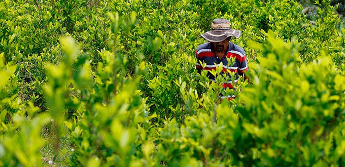 Aumenta 20% los cultivos de coca en Colombia