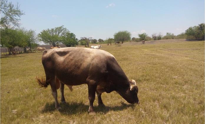 Encuentran un toro de raza suiza robado en Tamuín