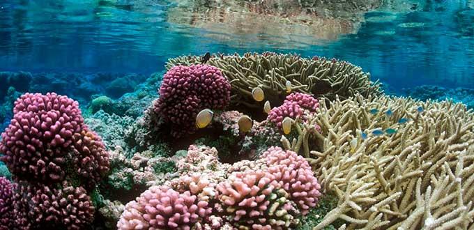 Piden investigar fracaso en protección de Gran Barrera de Coral