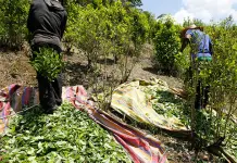 Presión de EEUU sobre Colombia por cultivos de coca