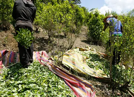 Presión de EEUU sobre Colombia por cultivos de coca