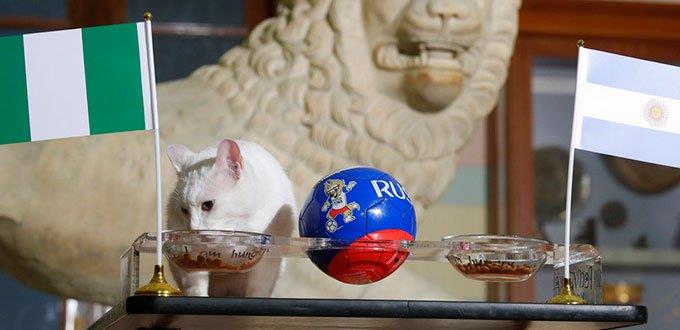 El gato oráculo de Rusia 2018 predice la victoria de Nigeria sobre Argentina