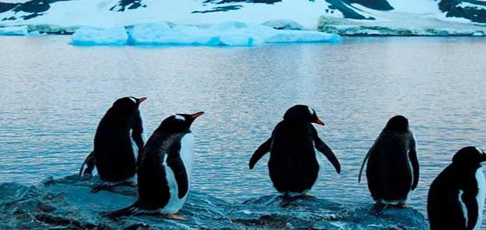 Científicos “ciudadanos” contribuyen a estudio sobre pingüinos