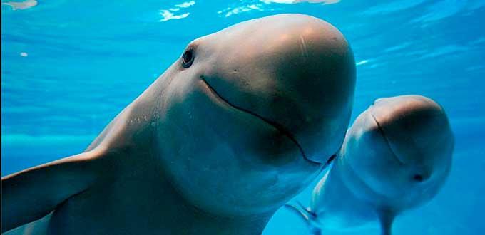 Exposición multimedia busca sensibilizar a la población sobre la vaquita marina