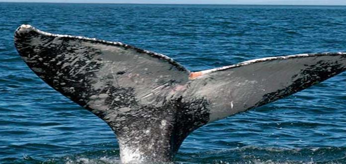 España crea reserva protegida para migración de ballenas
