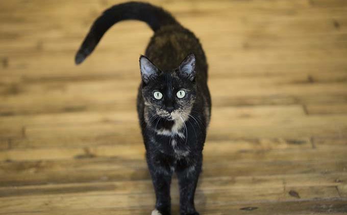 Personas infectadas por parásito común en gatos tienen más espíritu empresarial, según estudio