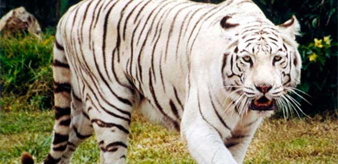 Rescatan a tigre de Bengala en Guanajuato