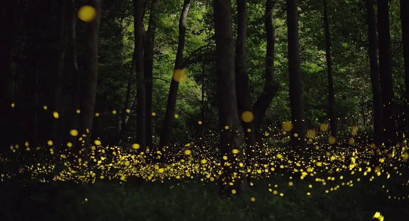 ¿Por qué las luciérnagas están en peligro de extinción?