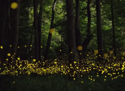 ¿Por qué las luciérnagas están en peligro de extinción?