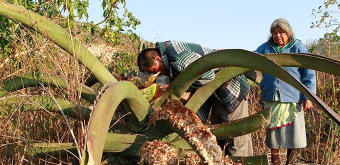 Mitos y leyendas rodean al pulque