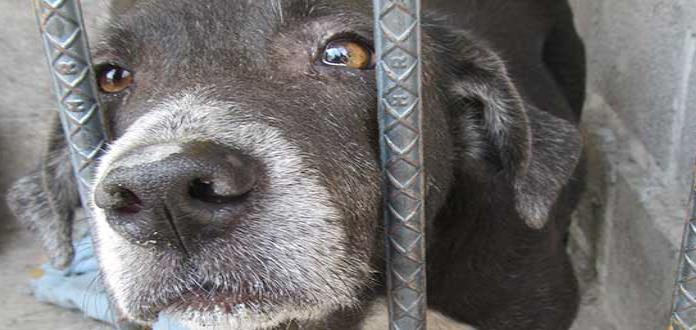 Recibe la alcaldía capitalina más de 50 quejas por presunto maltrato animal
