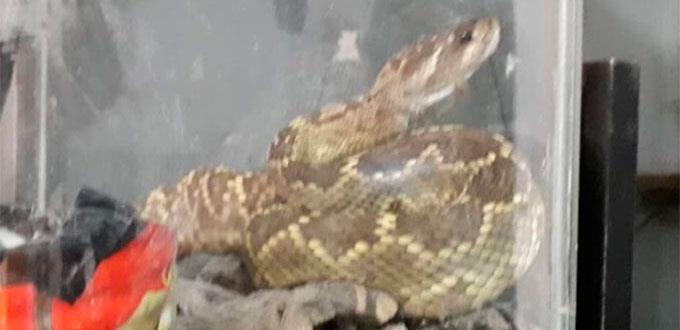 Detectan víbora de cascabel en el Fracc. Del Real