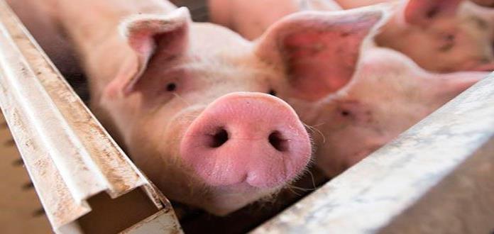 Brote de peste porcina en China puede pasar fronteras, alerta la FAO