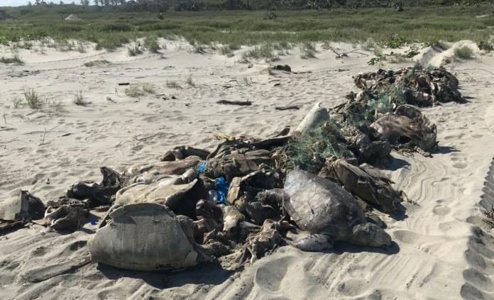 Las más de 300 tortugas halladas muertas en Oaxaca estaban en mallas prohibidas: Profepa