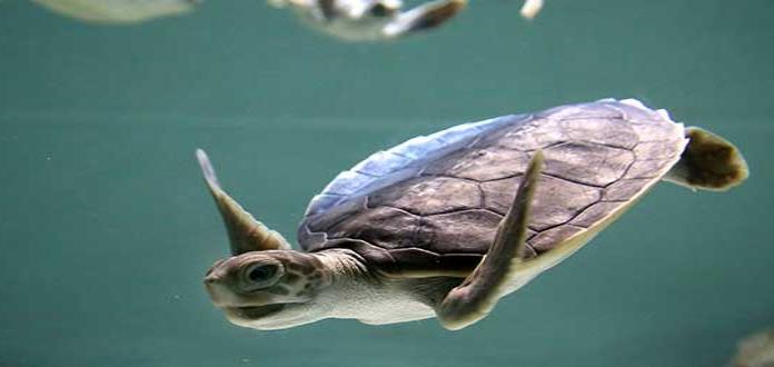 Denuncian daño ambiental para tortugas por extraer arena de playa en Baja California