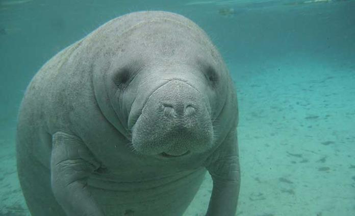Celebran Día Nacional del Manatí con acciones para su protección
