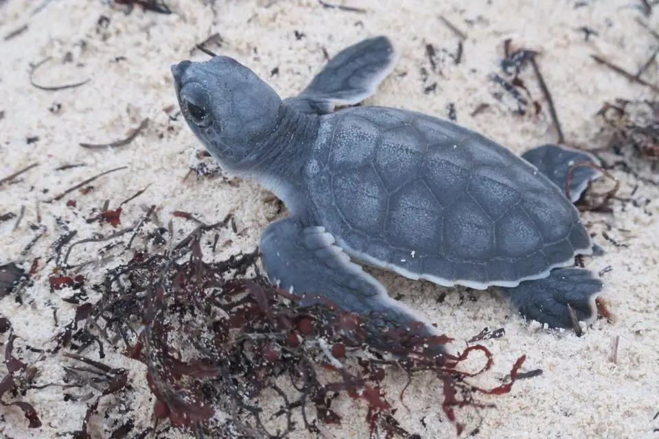 Liberan 178 crías de tortuga verde en playas de Veracruz