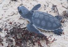 Florida registra un nuevo récord de nidificación de tortugas marinas boba y verde