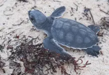 Detienen amenaza a nidos de tortuga en Yucatán Detienen amenaza a nidos de tortuga en Yucatán