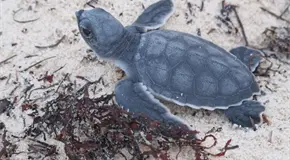 Profepa asegura 350 tortugas empaquetadas como juguetes