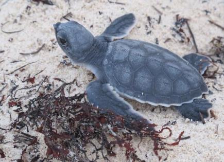 Detienen amenaza a nidos de tortuga en Yucatán