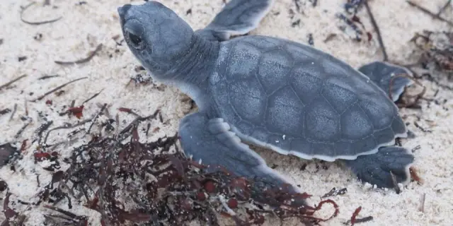 Liberan a las primeras crías de tortuga en Yucatán