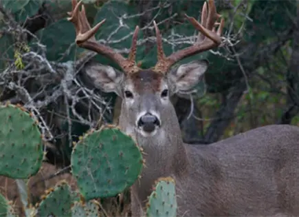 Hombre muere en Yucat&aacute;n tras ser confundido con venado