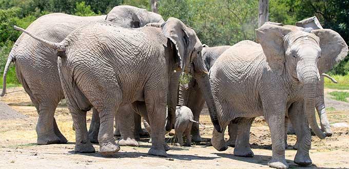 Turista alemana muere pisoteada por elefante al tratar de tomarle fotos en Zimbabue