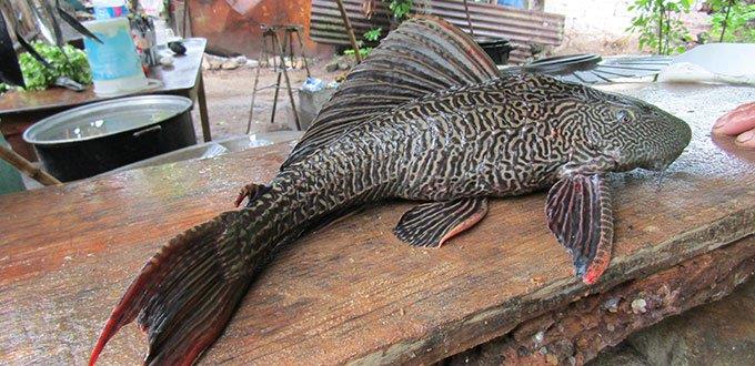 Lluvias y pez diablo dañan a acuicultores