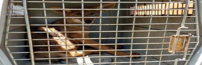 Autoridad ambiental reincorpora en su hábitat a tres coyotes y una alicante en SLP