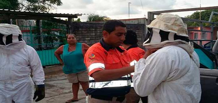 Secretaría de Salud de Guerrero atiende 32 personas atacadas por abejas