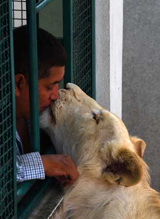 Son leones blancos, cariñosas mascotas (FOTOS)