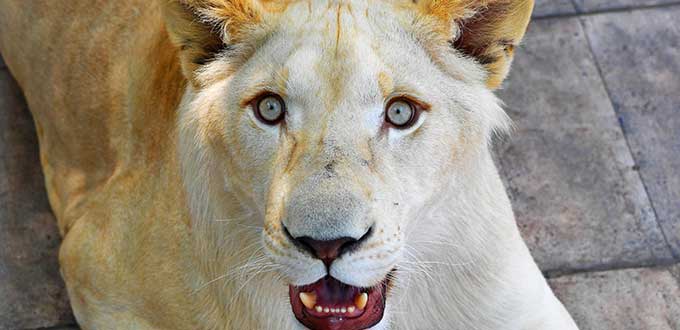 Son leones blancos, cariñosas mascotas (FOTOS)