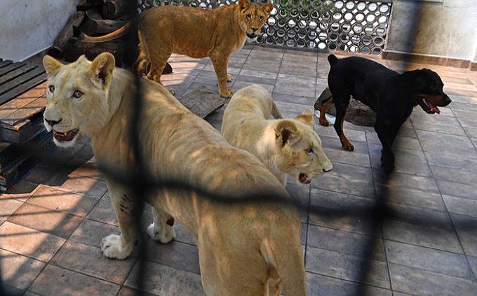 Profepa turnará caso de leones resguardados en azotea a la PRG