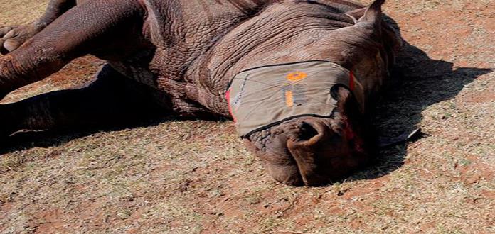 China defiende legalización del uso de hueso de tigre y cuerno de rinoceronte