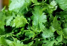 El cilantro: una hierba versátil y saludable