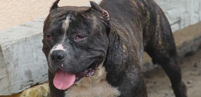 Penalizan hasta con 5 años de cárcel al sparring con animales