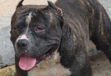 Seguridad canina: prevención de ataques y bienestar animal