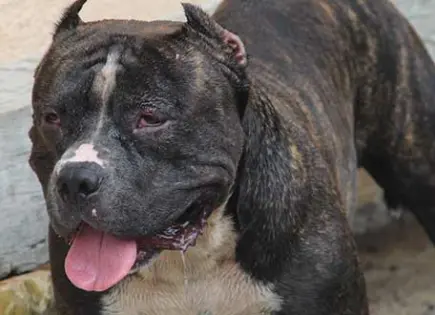 Penalizan hasta con 5 años de cárcel al sparring con animales