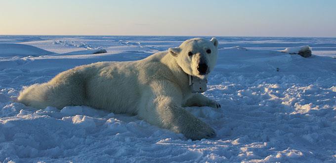 Científicos encuentran cientos de toxinas desconocidas en osos polares
