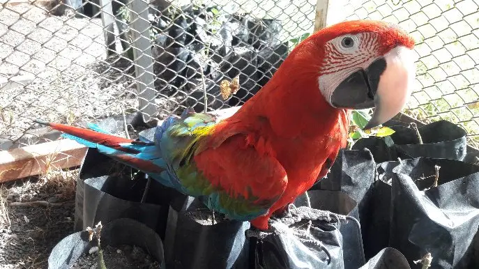 Diputados proponen protocolo para proteger animales en emergencias