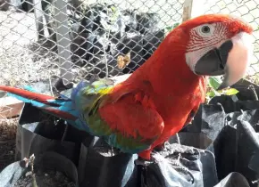 Profepa rescata a 19 animales exóticos en operativo de FGR
