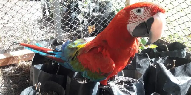 Profepa rescata a 19 animales exóticos en operativo de FGR